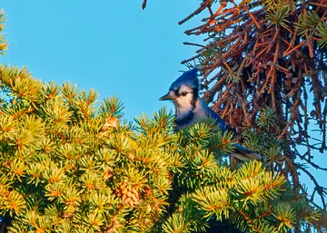 Blue Jay peeking out from evergreen branches