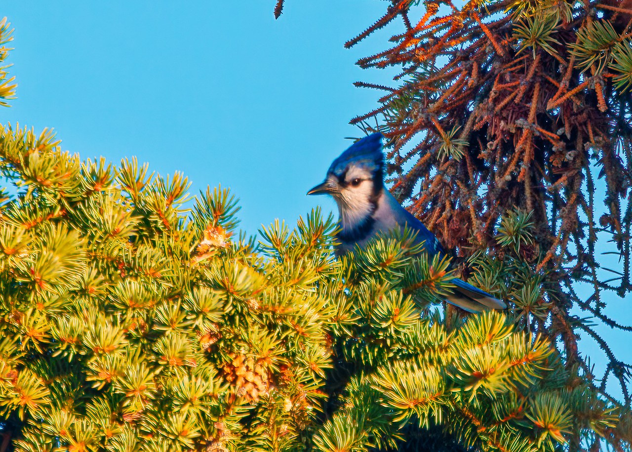 Blue Jay peeking out from evergreen branches