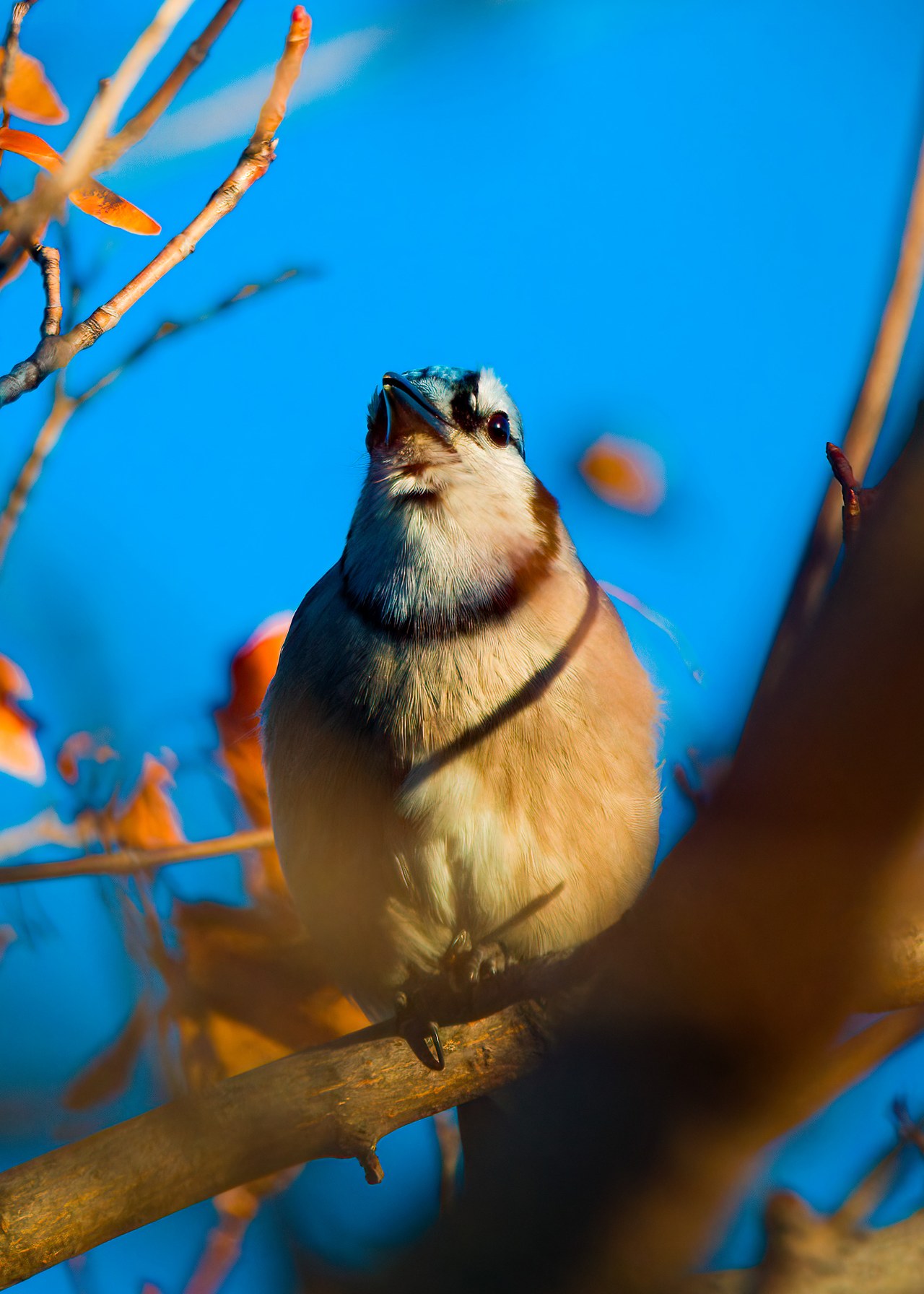 Blue Jay calling from a branch