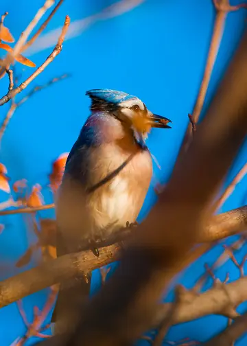 Blue Jay with a peanut in its bill