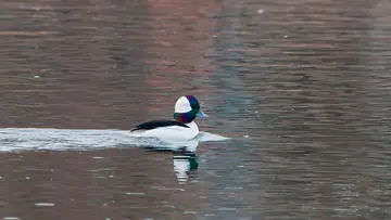 Male Bufflehead swimming