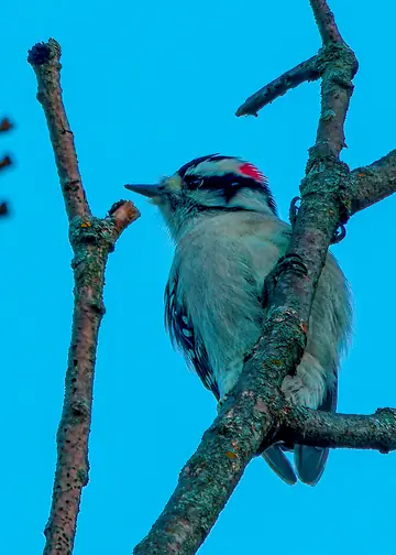 Downy Woodpecker in a tangle of branches