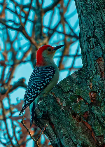 Red-bellied Woodpecker on a tree trunk