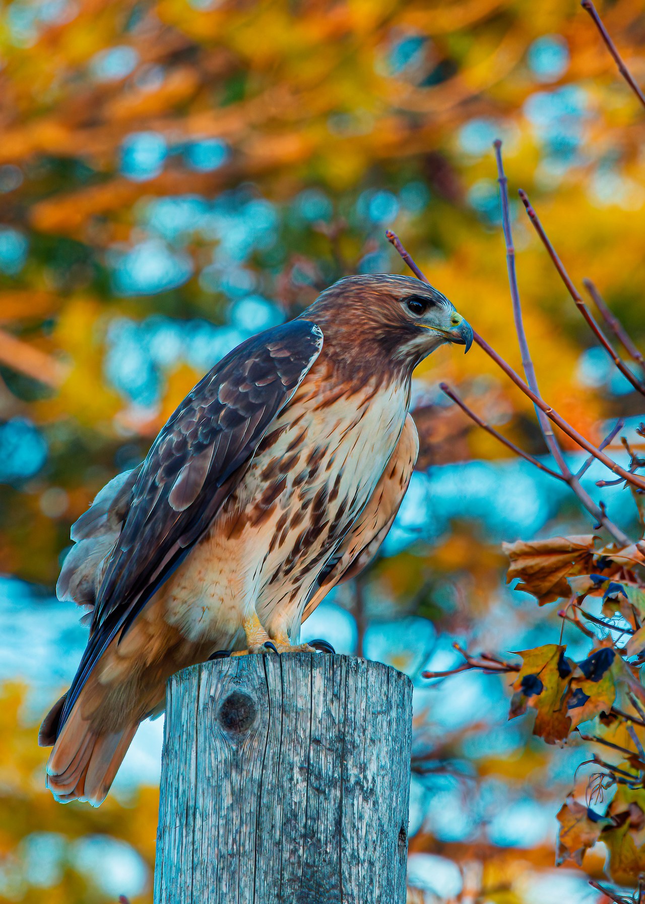 Red-tailed Hawk perched on a post