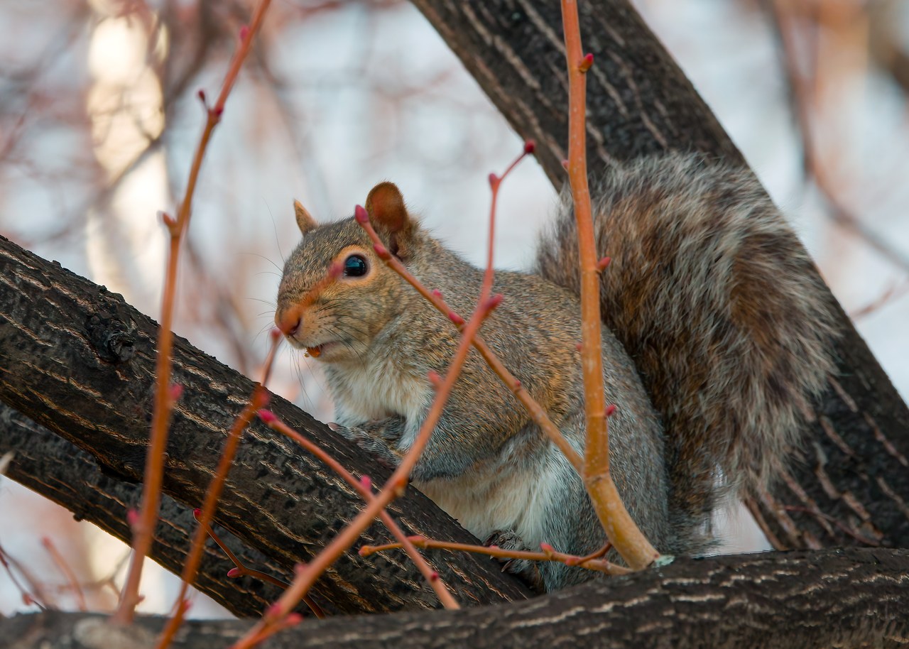 Gray squirrel on a branch