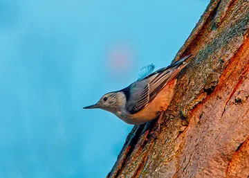 White-breasted Nuthatch on a sunlit tree