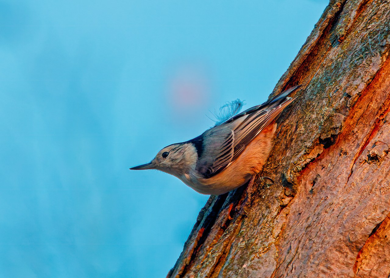 White-breasted Nuthatch on a sunlit tree