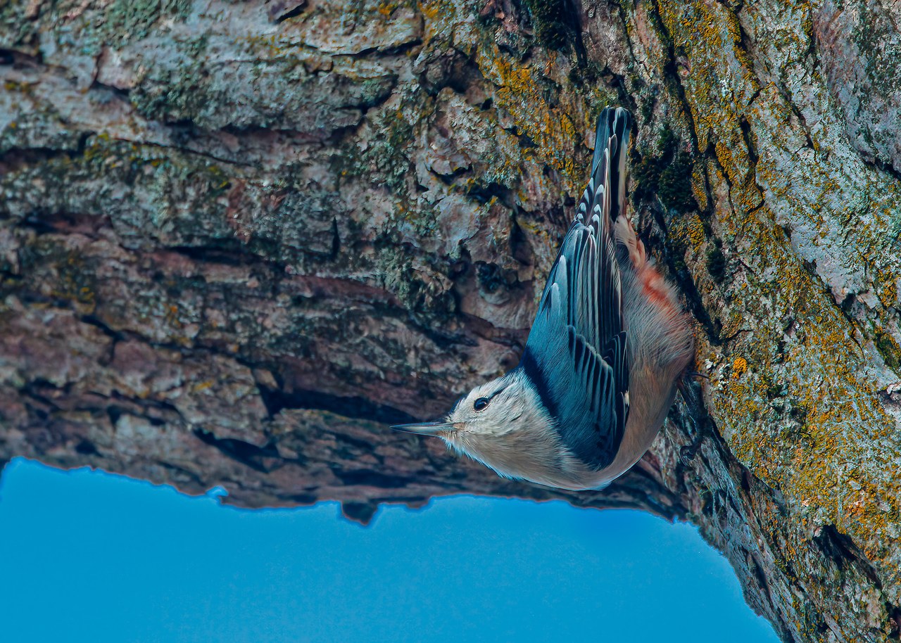 White-breasted Nuthatch clinging upside-down