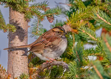 White-throated Sparrow in an evergreen