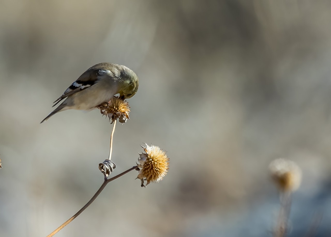 American Goldfinch feeding on a dried seed head in soft open-country light