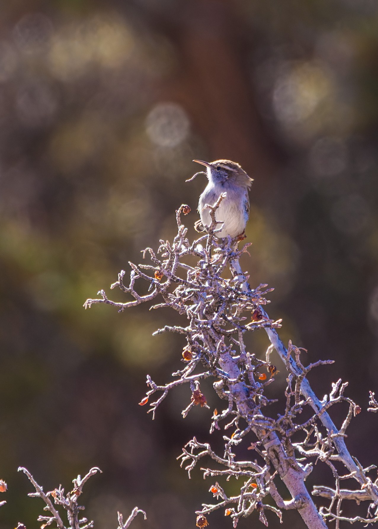 Bewick’s Wren perched on a thorny desert branch with warm canyon light behind it