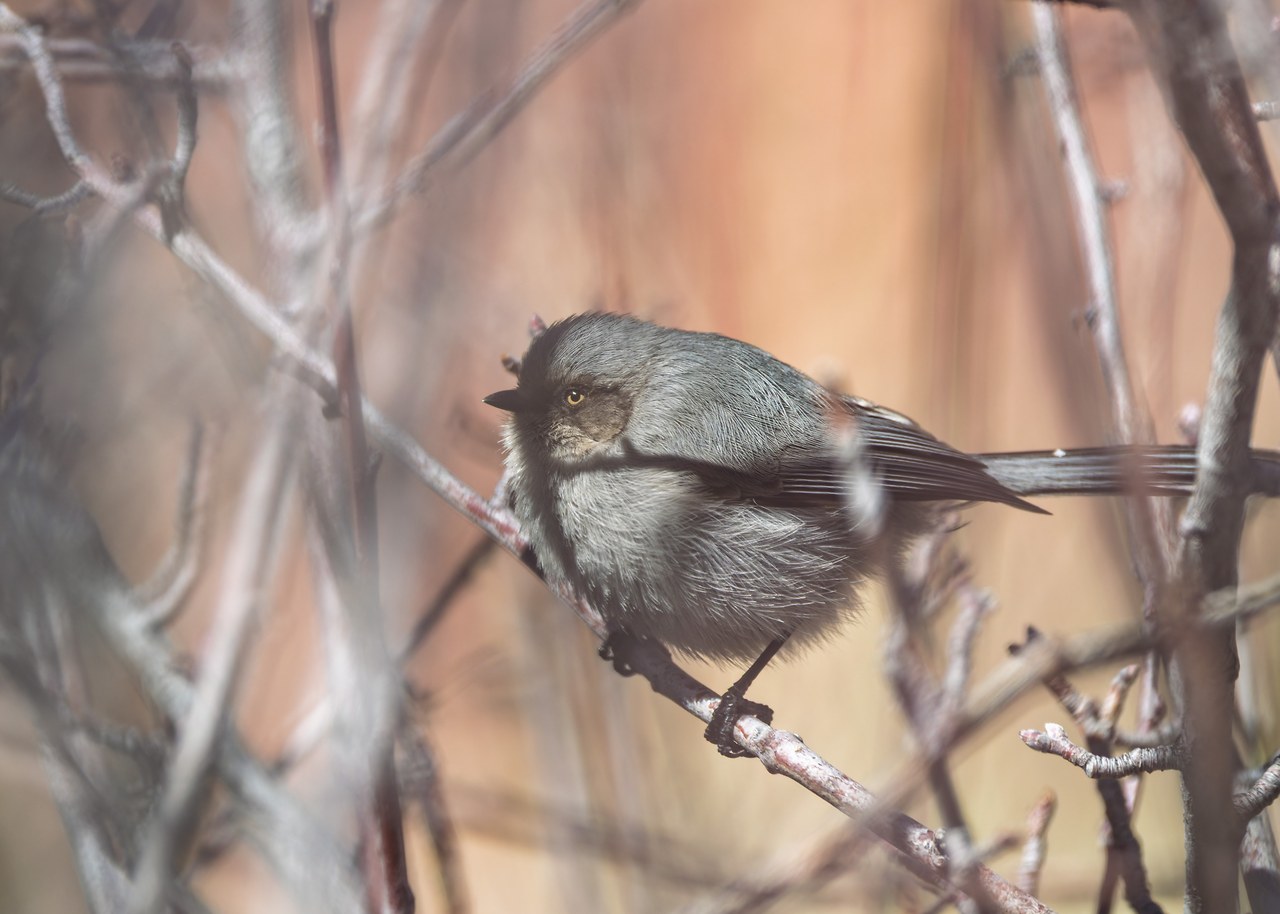 Bushtit perched among pale branches in soft canyon light