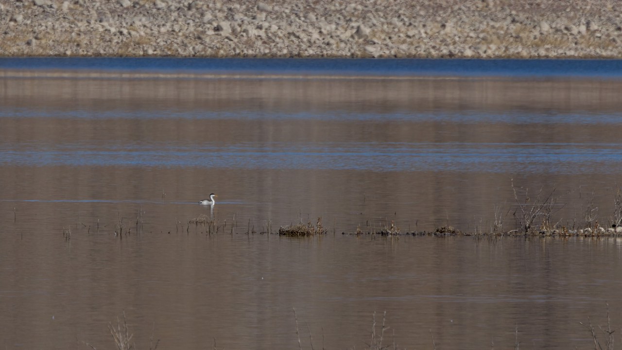Distant Clark’s Grebe on calm water, photographed far from shore