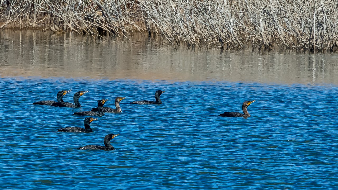 Group of Double-crested Cormorants swimming together on blue reservoir water