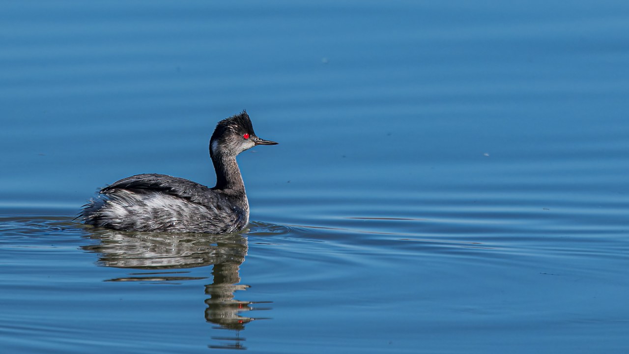 Eared Grebe floating on blue water with a bright red eye and dark breeding plumage