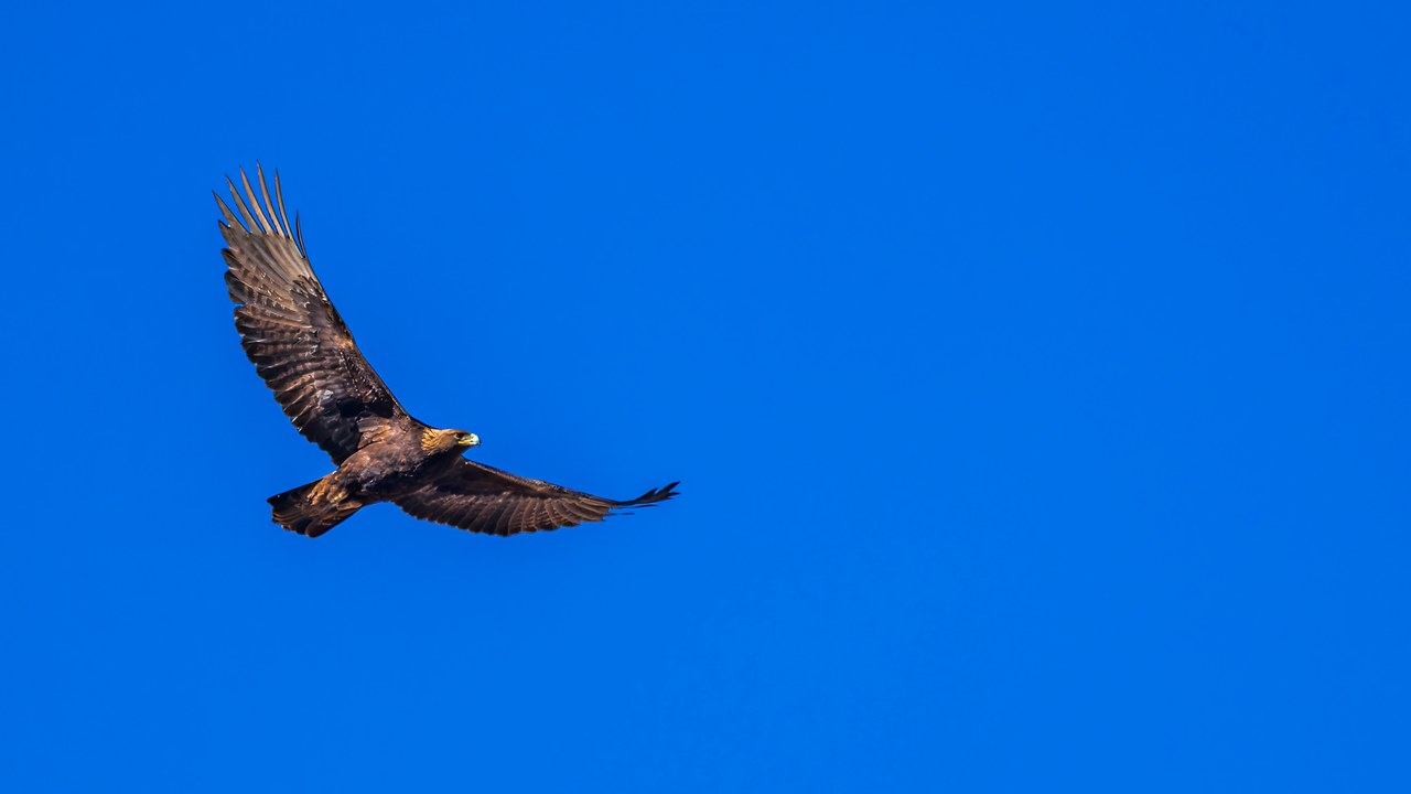 Golden Eagle soaring against a deep blue southern Utah sky during a Utah County Birders county challenge trip