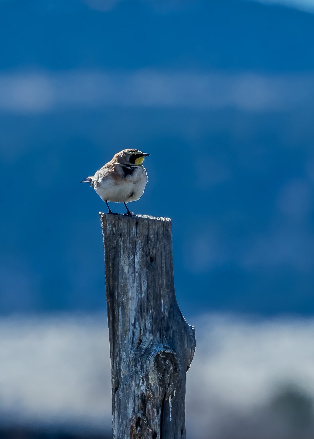 Horned Lark standing on a weathered wooden post against a deep blue sky during the southern Utah drive
