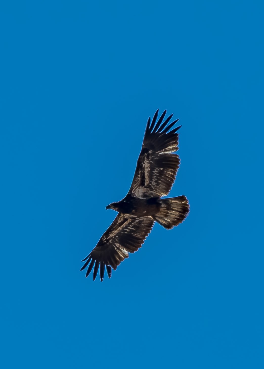 Juvenile Bald Eagle flying with broad wings silhouetted against a clear blue sky