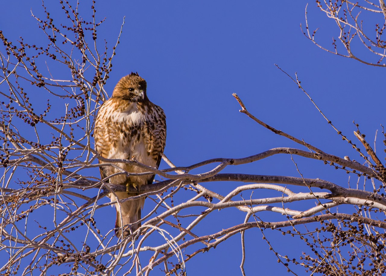 Red-tailed Hawk perched among bare branches against a bright blue sky