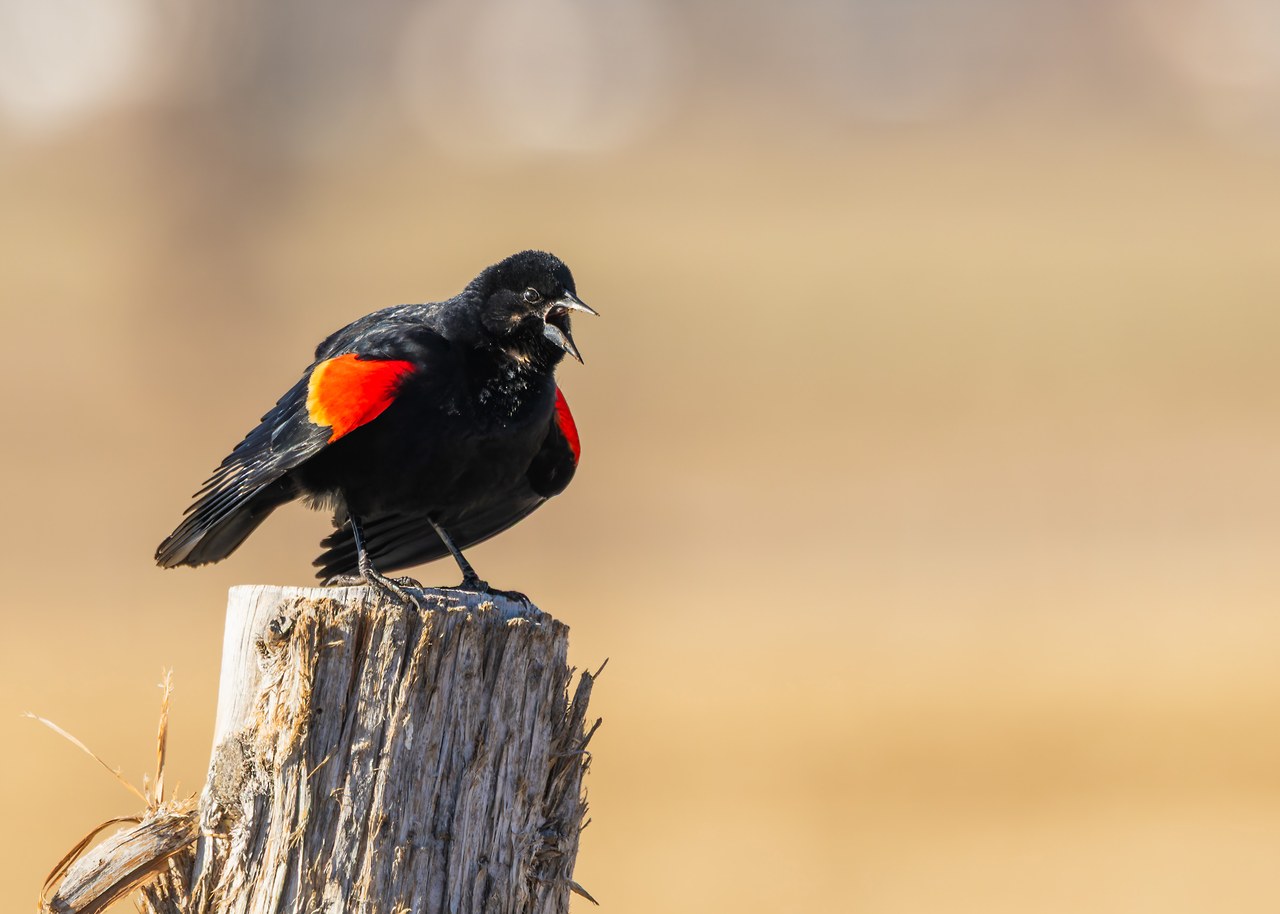 Male Red-winged Blackbird calling from the top of a weathered post