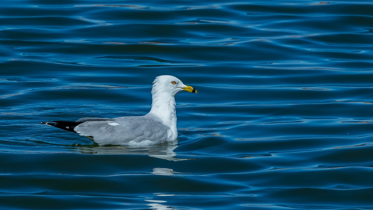 Ring-billed Gull floating on richly textured blue reservoir water in bright sunlight