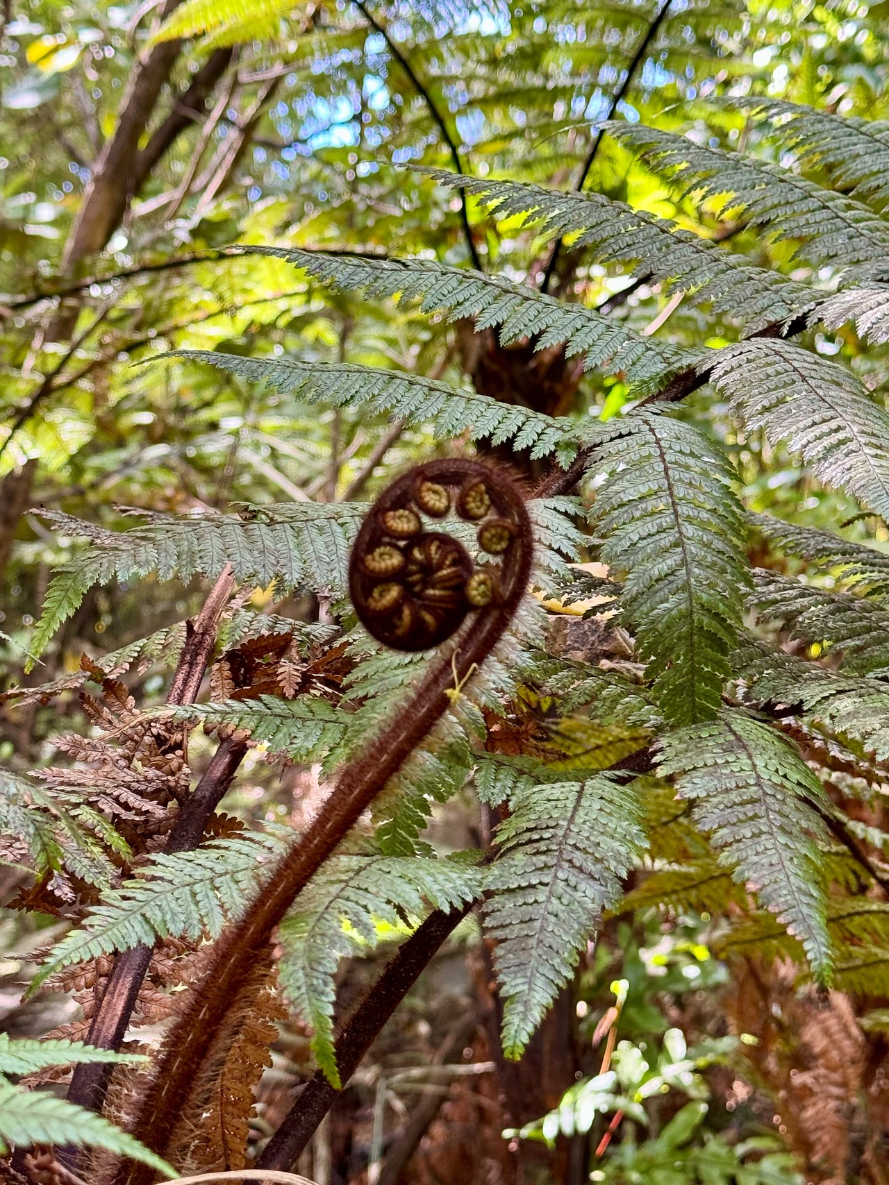 Native New Zealand fern unfurling in the forest understory