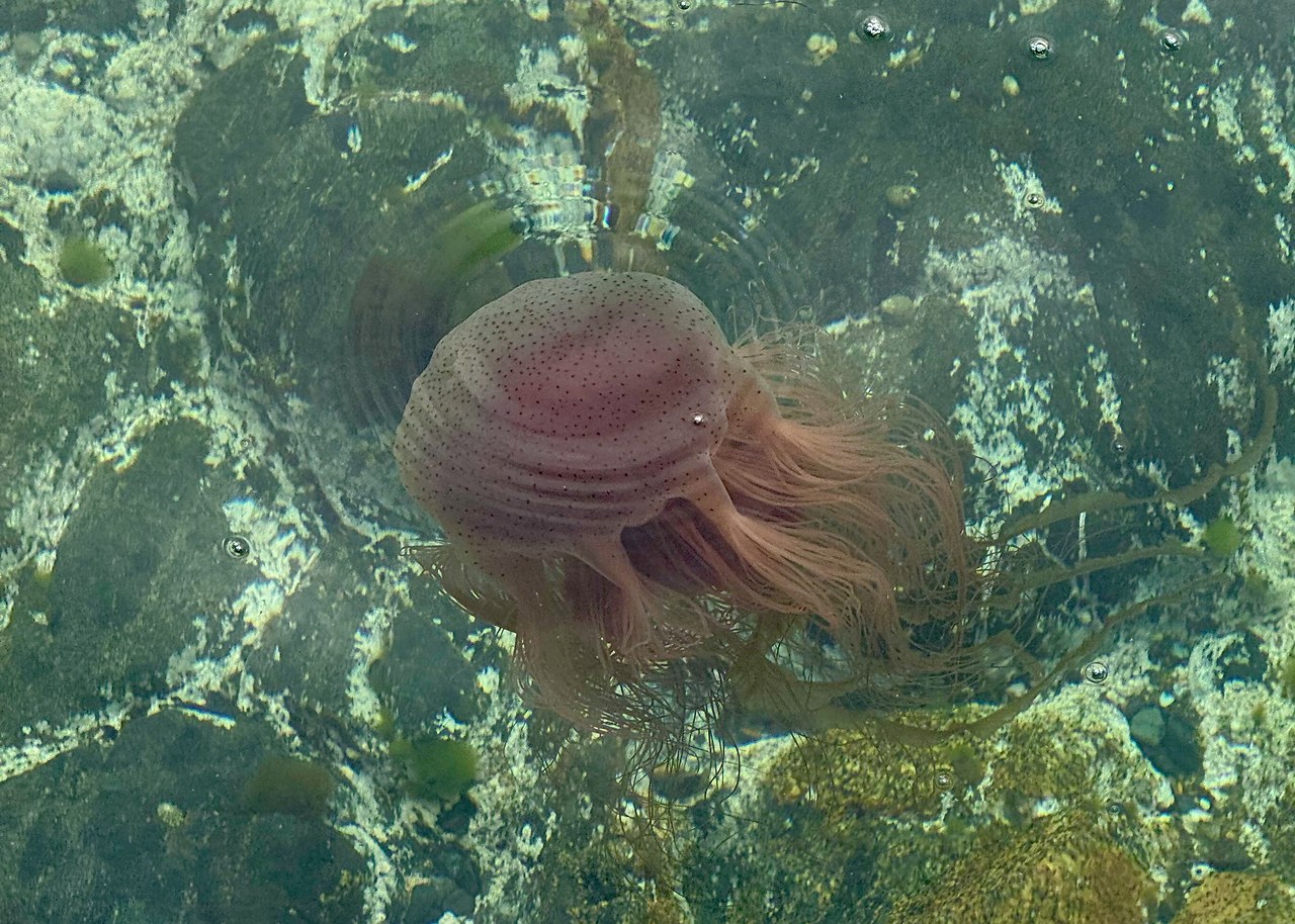 Large jellyfish drifting beneath crystal-clear water near the Stewart Island docks