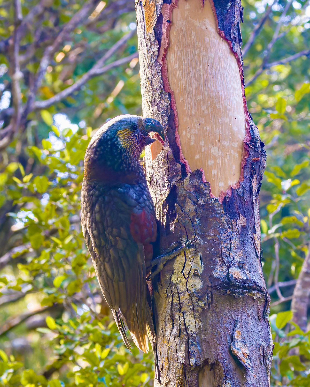 New Zealand Kākā feeding on a tree trunk in the forests of Ulva Island.