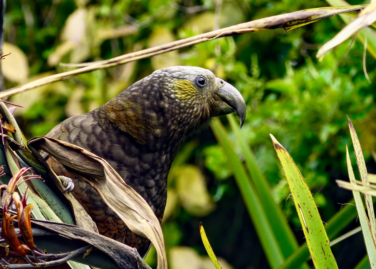 Kākā feeding among native flax flowers on Stewart Island