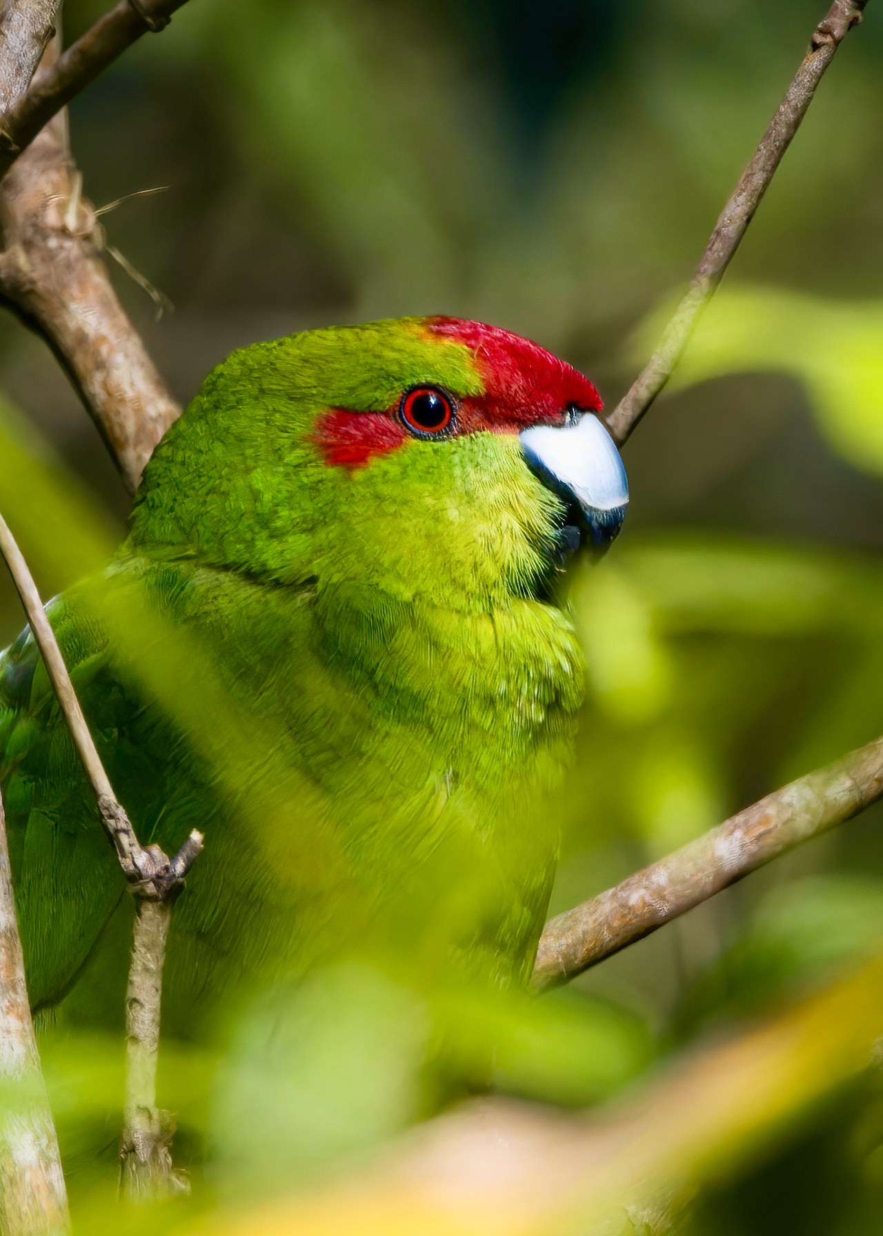 Kākāriki or Red-crowned Parakeet perched in green forest vegetation on Ulva Island