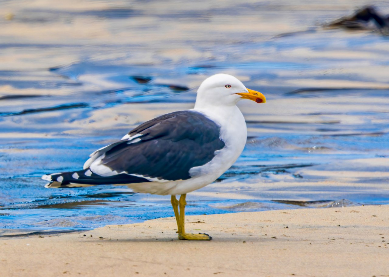 Kelp Gull standing on a sandy Stewart Island shoreline with blue water and reflected light behind it.