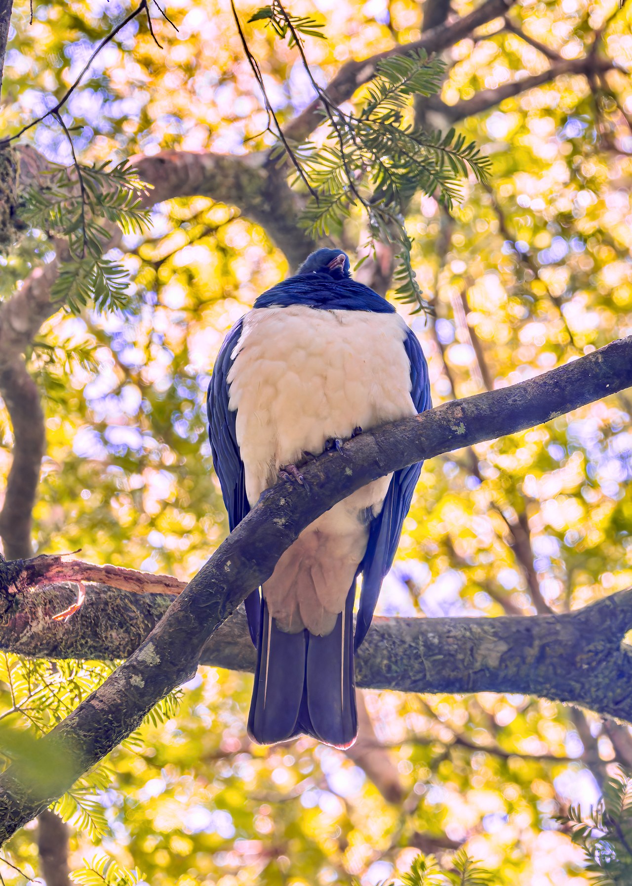 Kererū perched high in a tree on Ulva Island