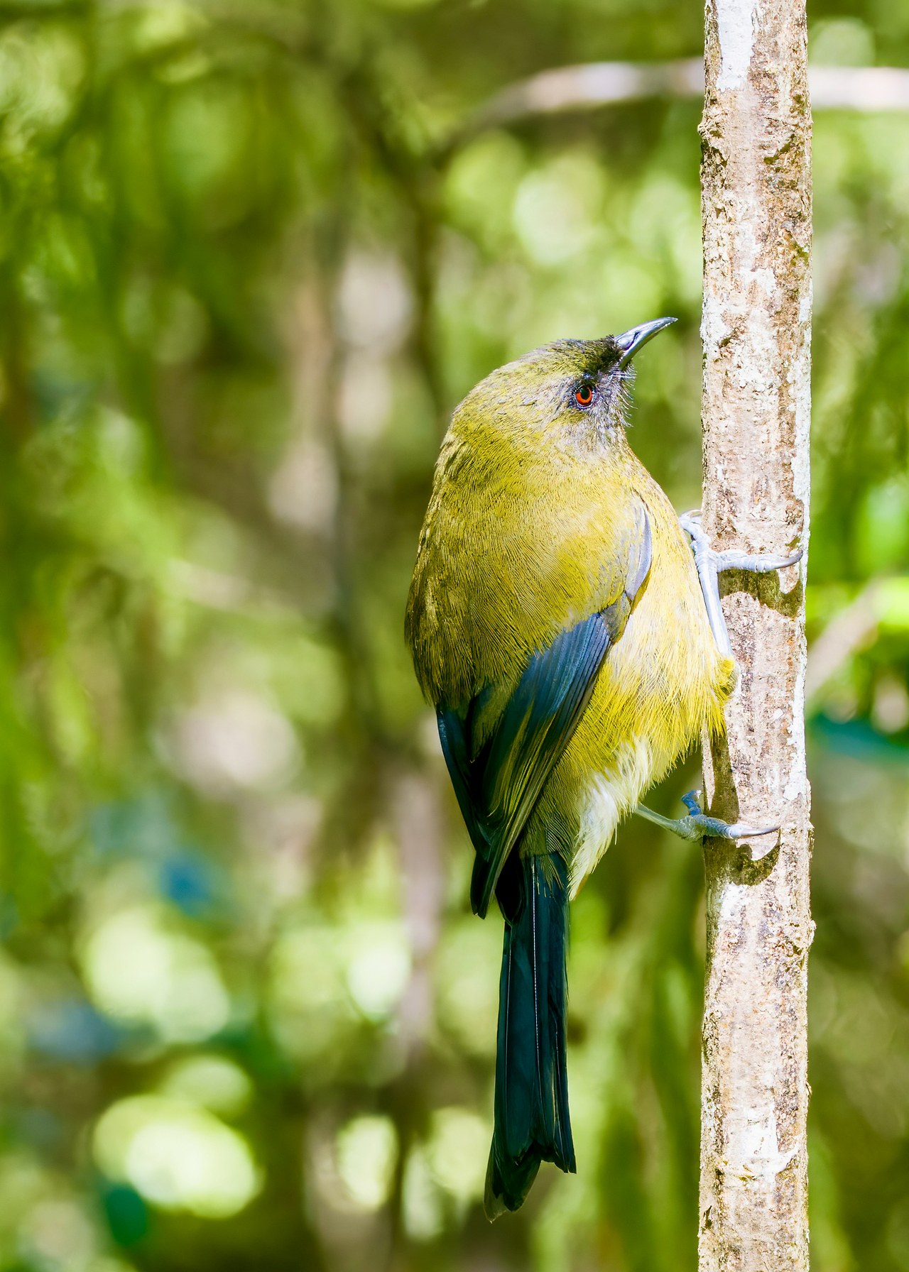Korimako or New Zealand Bellbird perched in native forest on Ulva Island