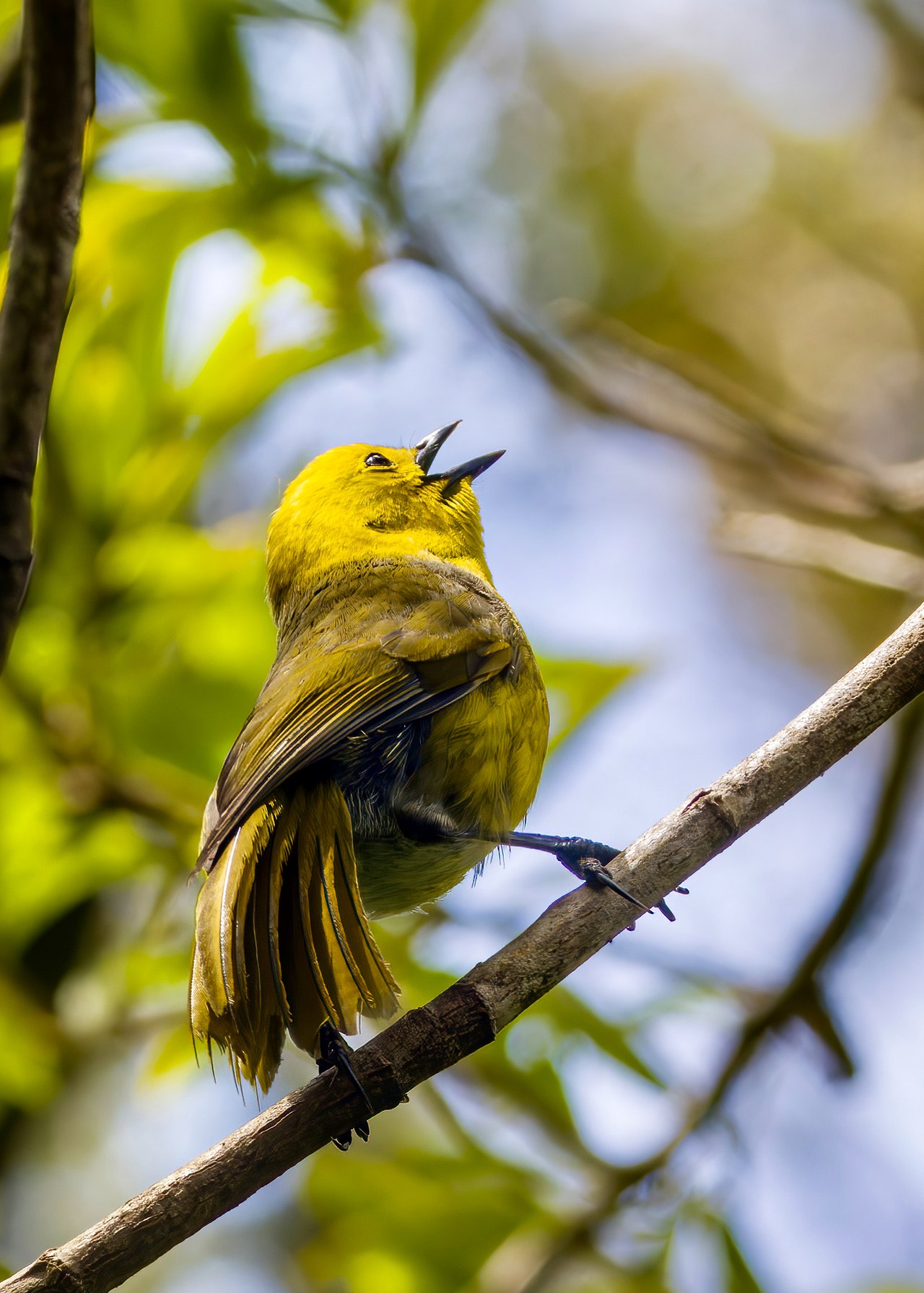 Mohua (Yellowhead) singing from a sunlit branch high in the forest canopy on Ulva Island, New Zealand.