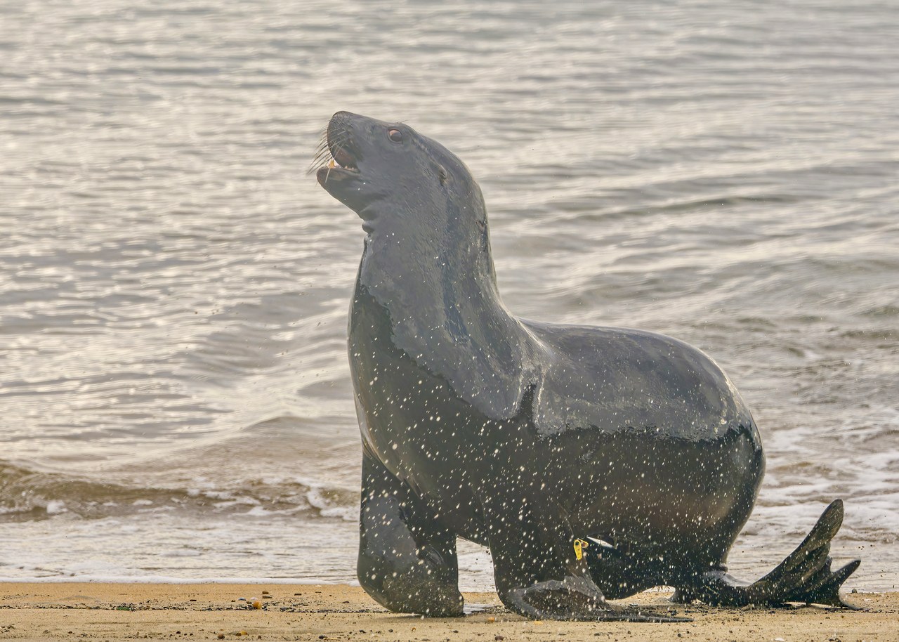 New Zealand fur seal resting along the Stewart Island shoreline near town
