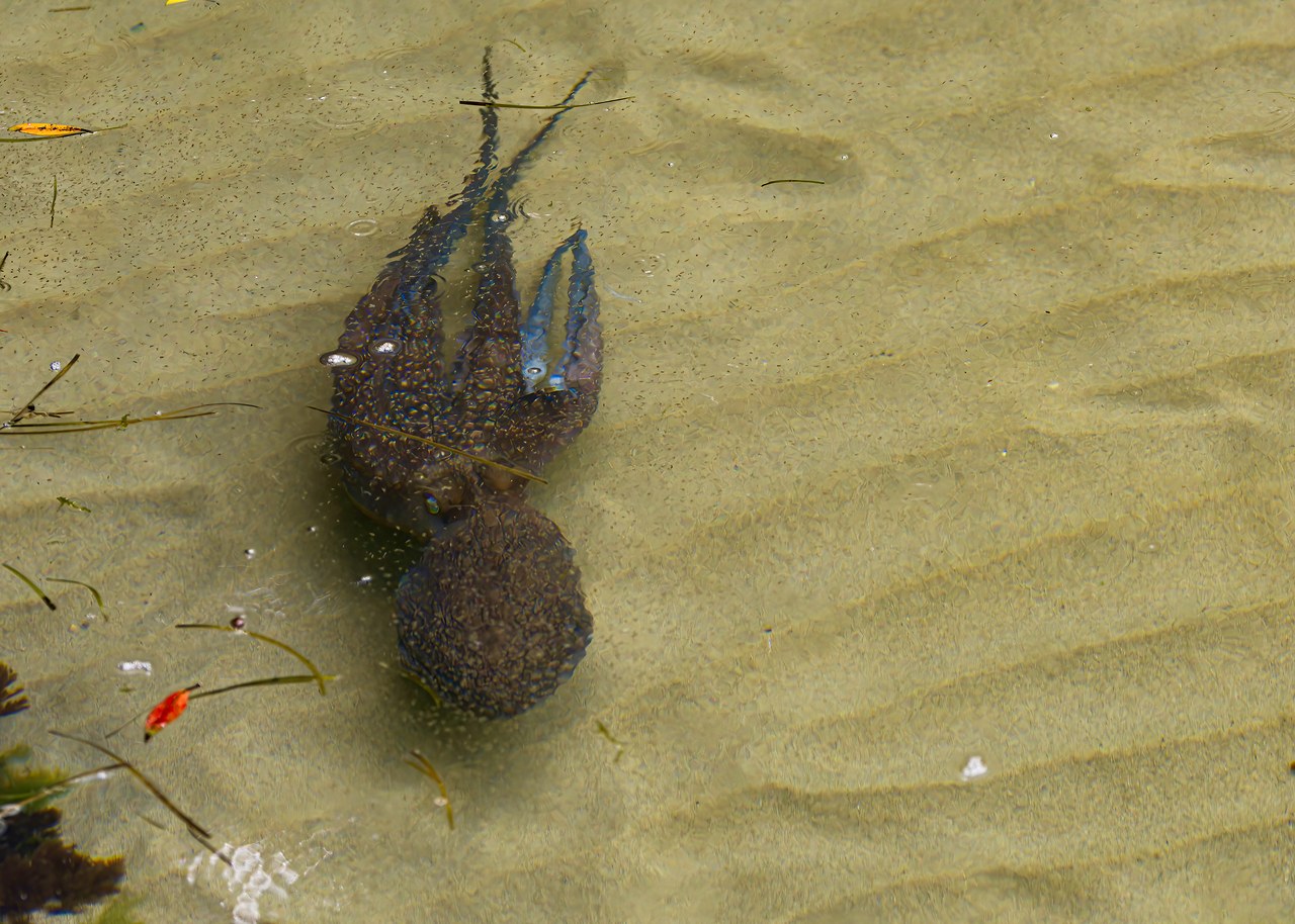 Octopus camouflaging itself among rocks beneath the clear water beside the Ulva Island dock