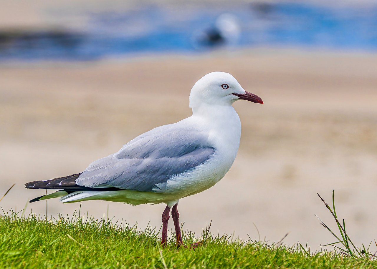 Silver Gull standing on the grass near the Stewart Island waterfront with the beach softly blurred behind it.