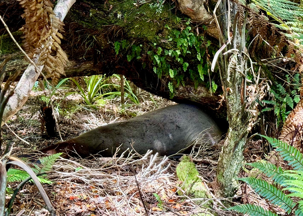 New Zealand fur seal sleeping beside the trail on Ulva Island