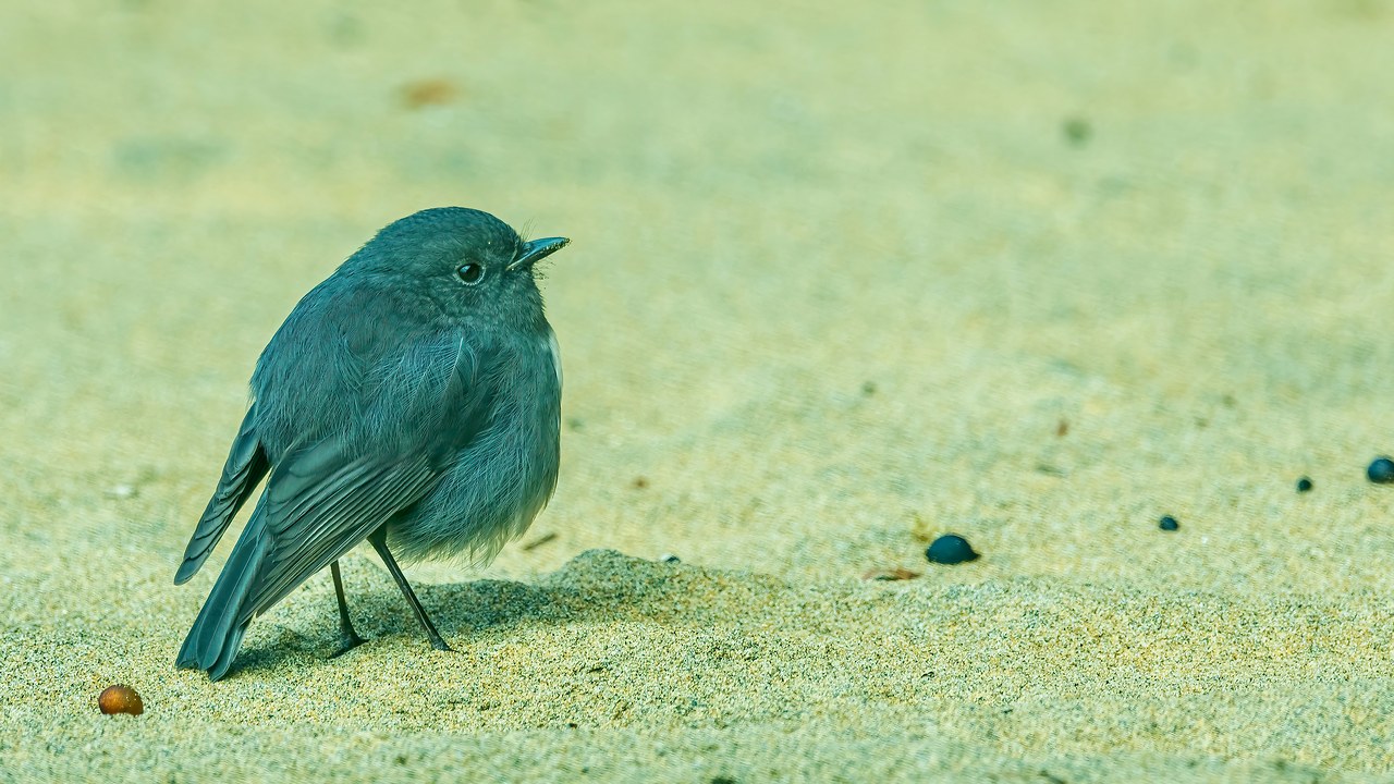 Kakaruai (South Island Robin) standing on a sandy trail on Ulva Island, New Zealand.