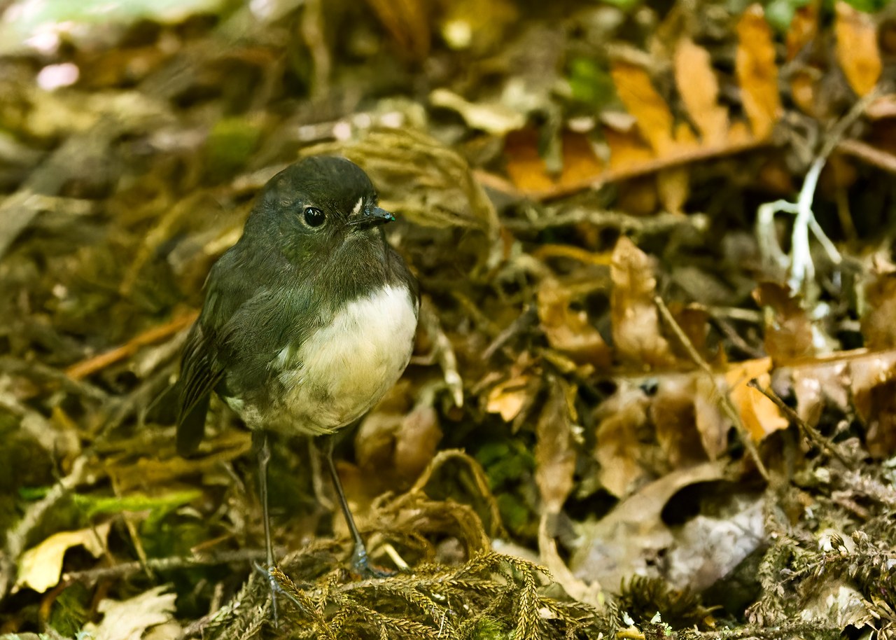 Kakaruai or South Island Robin standing on the forest floor of Ulva Island