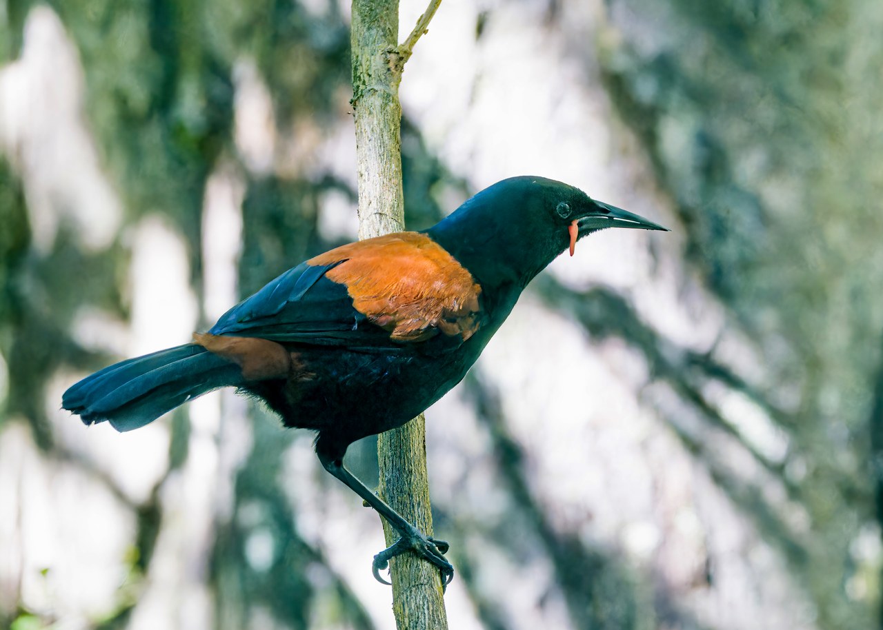 Tīeke or South Island Saddleback perched in dense vegetation on Ulva Island