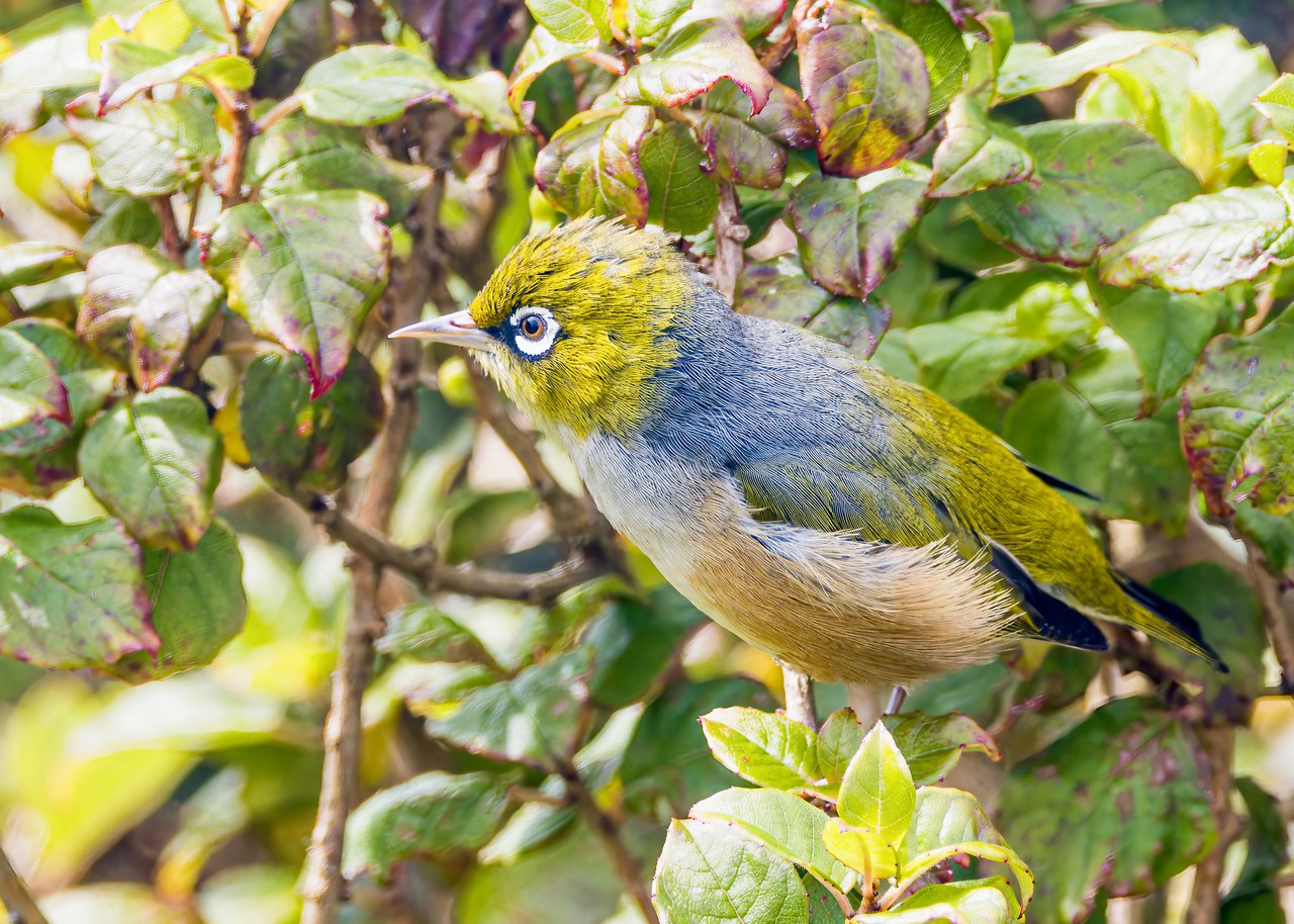 Tauhou or Silvereye perched in coastal shrubs on Stewart Island, showing its bright white eye-ring and olive-yellow plumage.