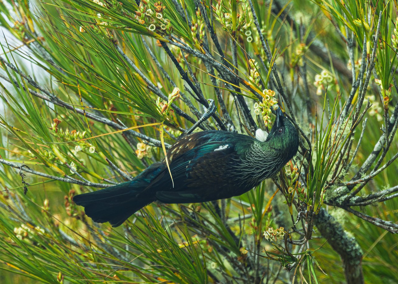 Tūī feeding among flowering native shrubs on Ulva Island, showing its iridescent plumage and distinctive white throat tufts.