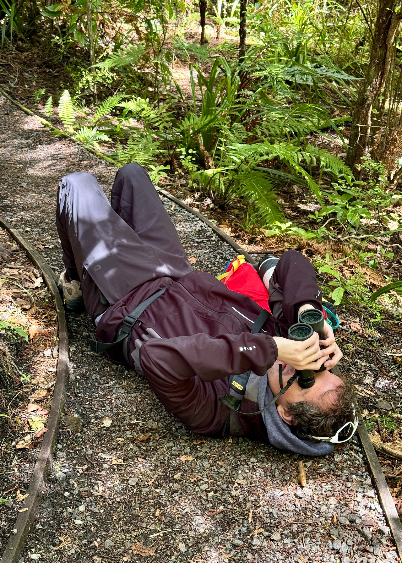 Looking up into the dense forest canopy on Ulva Island while searching for Mohua