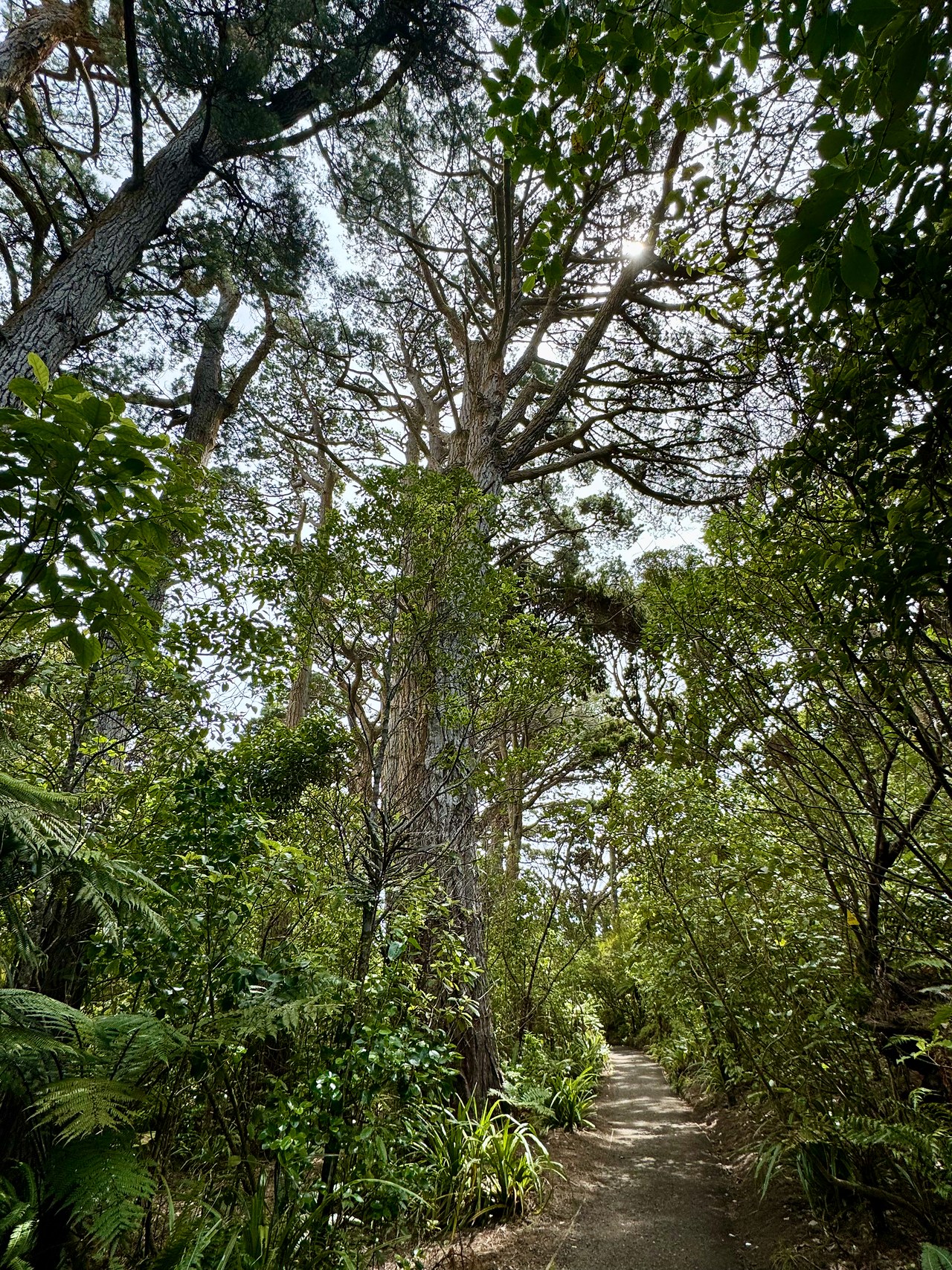 Native forest trail winding through Ulva Island