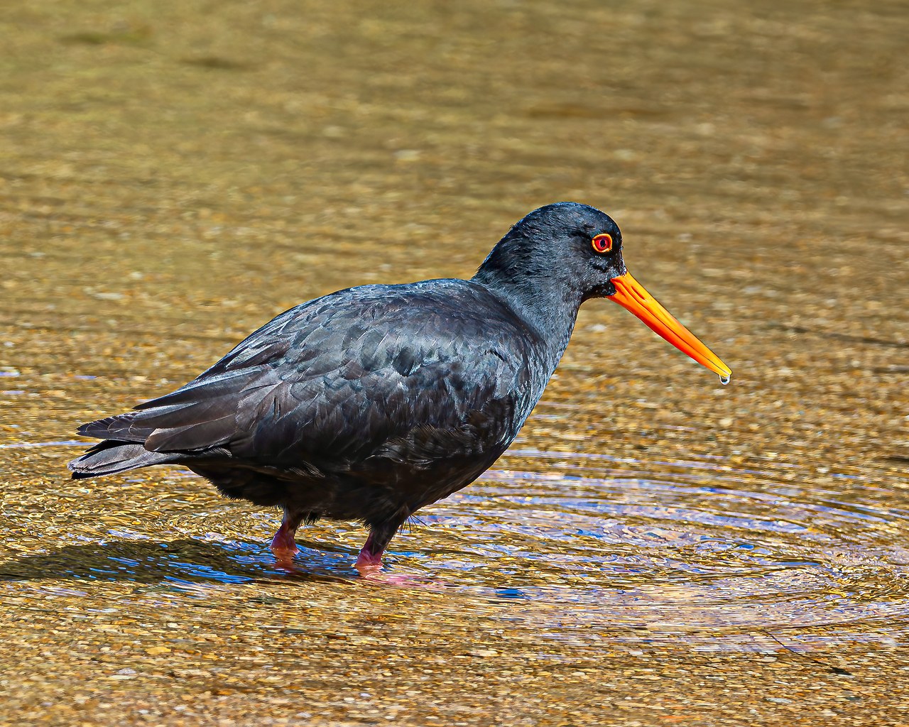 Tōrea pango or Variable Oystercatcher hunting near a nest on the Ulva Island shoreline