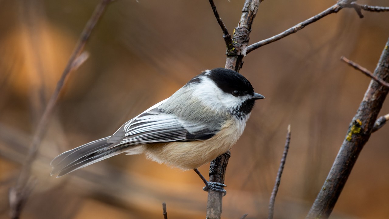 Black-capped Chickadee perched on a twig in soft winter light