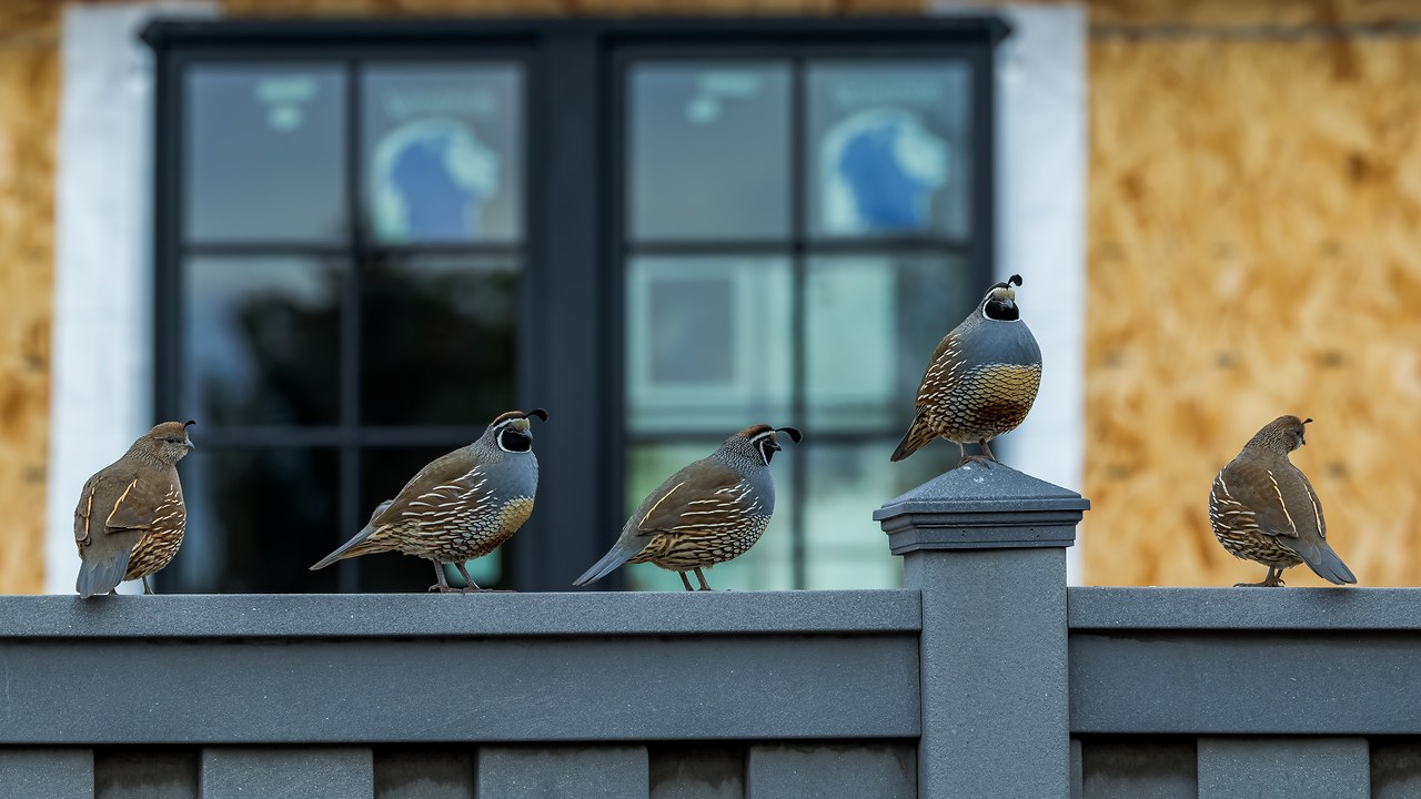 A small group of California Quail perched along a fence