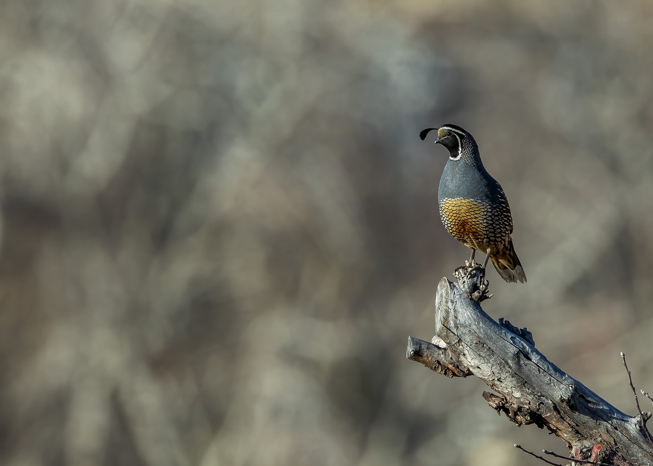 California Quail perched high in an apple tree