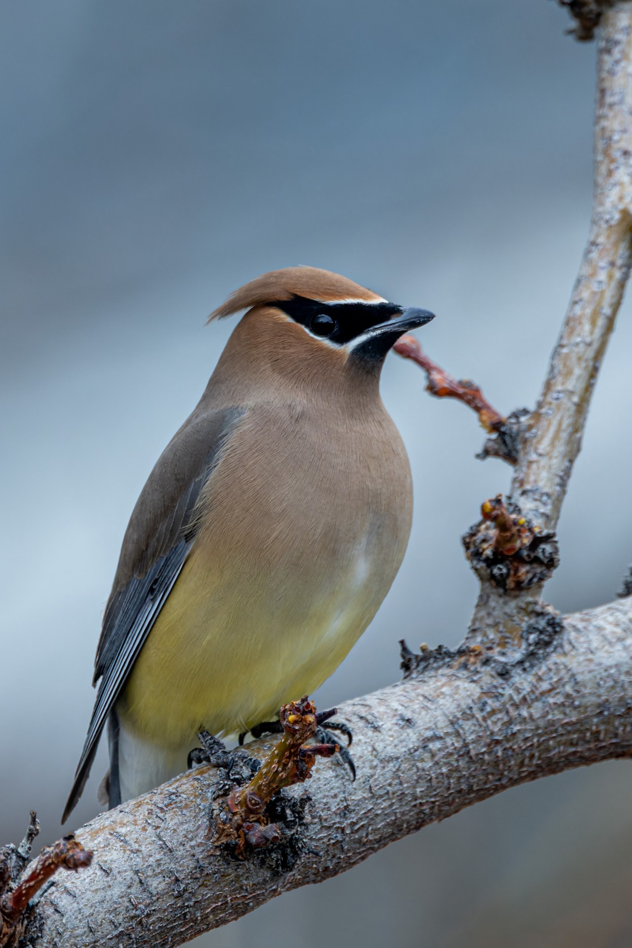 Cedar Waxwing perched on a branch in soft winter light